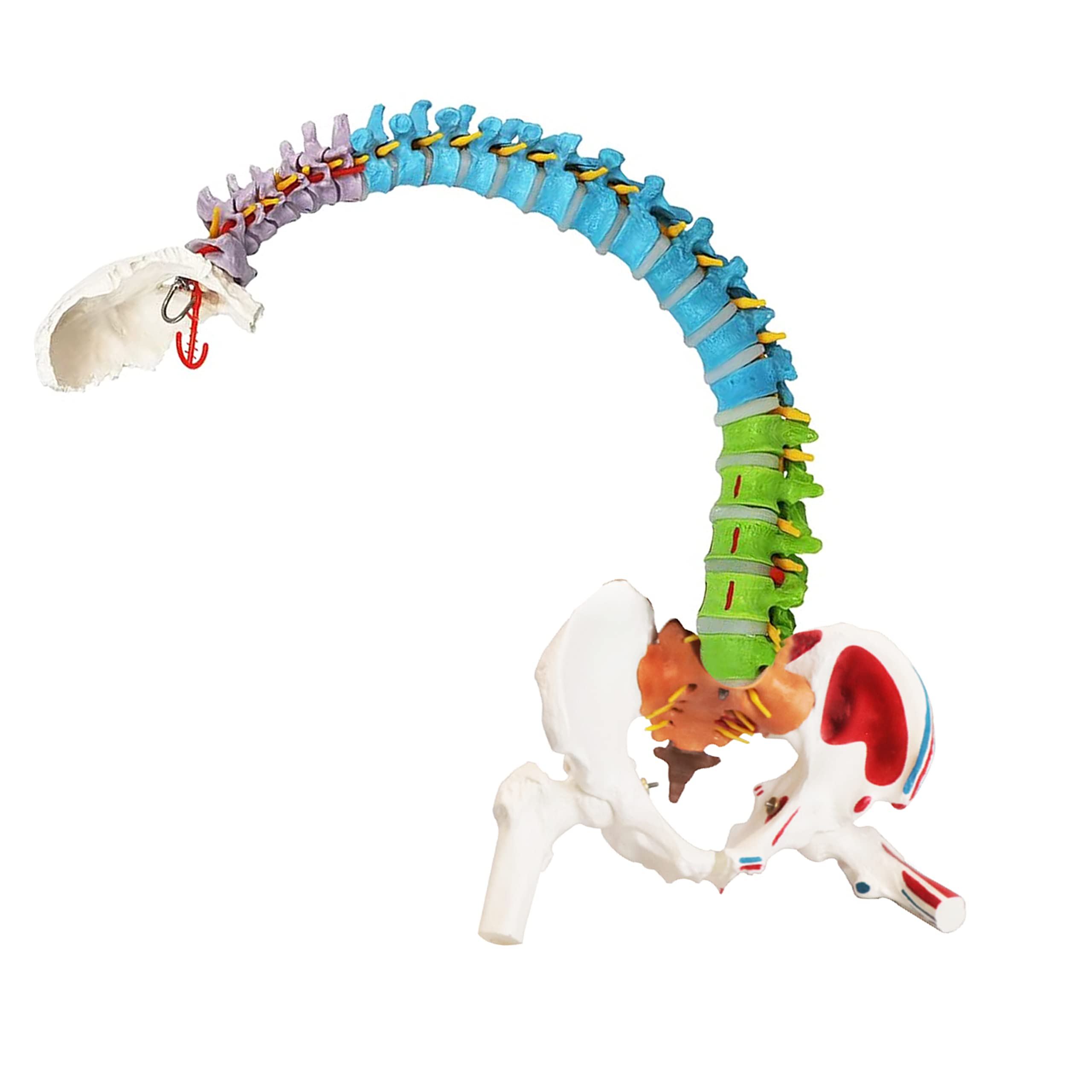 Science Resource S09490 Flexible Spinal Column | 5 Color-Coded